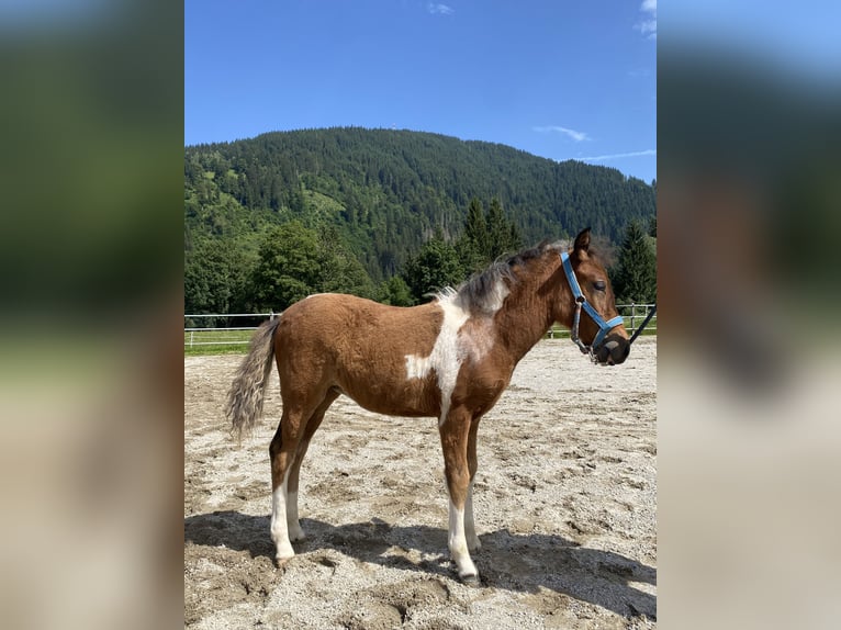 Australisches Pony Stute Fohlen (05/2024) Schecke in Eben im Pongau