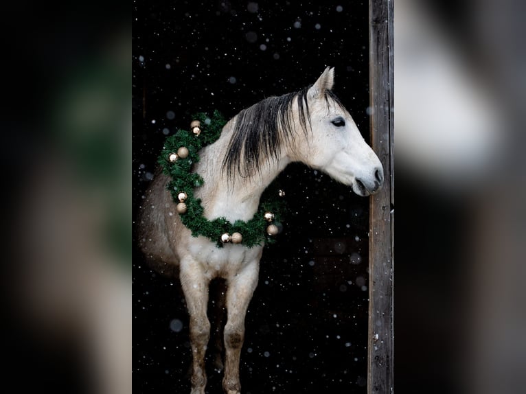 Austriacki koń gorącokrwisty Klacz 10 lat 158 cm Siwa w hreczce in Perersdorf