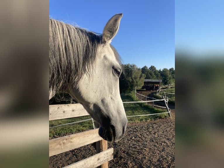 Austriacki koń gorącokrwisty Klacz 10 lat 158 cm Siwa w hreczce in Perersdorf