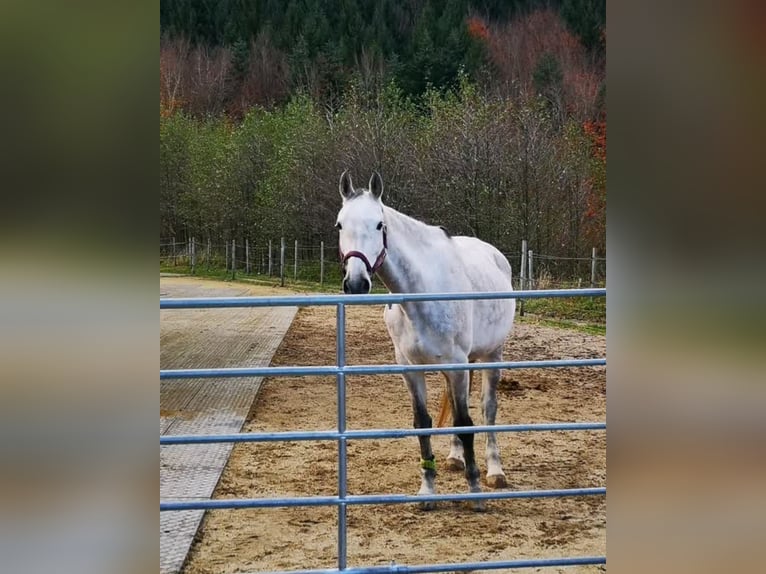 Austriacki koń gorącokrwisty Klacz 10 lat 164 cm Siwa in St. Peter in der Au-Dorf