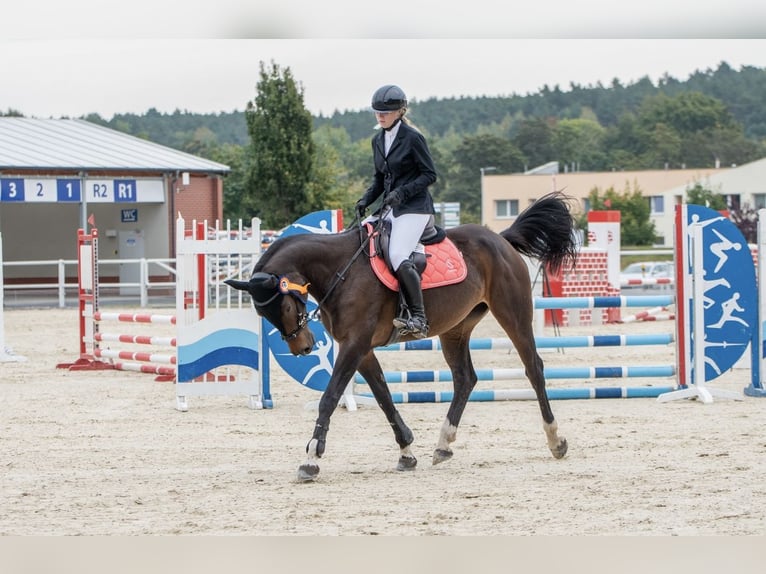 Austriacki koń gorącokrwisty Klacz 10 lat 165 cm Gniada in Swiniary