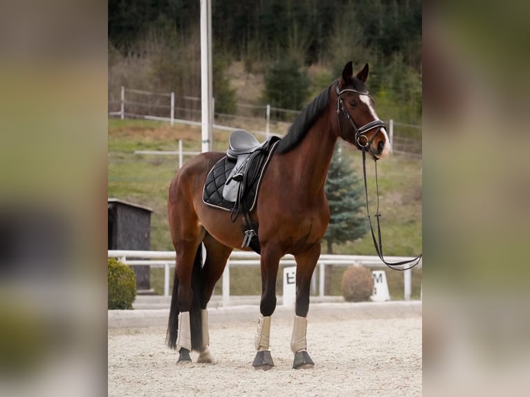 Austriacki koń gorącokrwisty Klacz 10 lat 165 cm Gniada in Sankt Marein im Mürztal