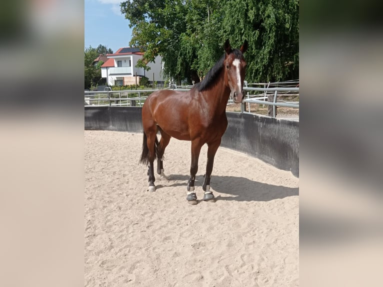 Austriacki koń gorącokrwisty Klacz 10 lat 165 cm Gniada in Sankt Marein im Mürztal