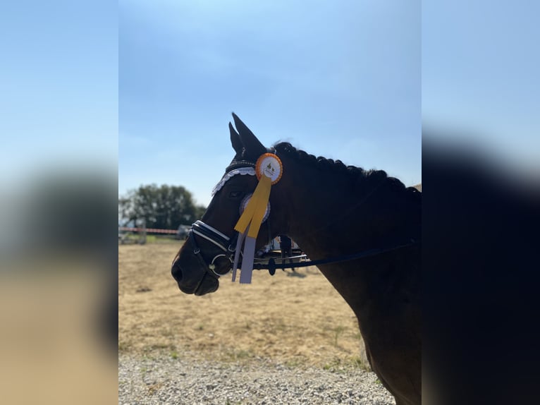 Austriacki koń gorącokrwisty Klacz 10 lat 165 cm in Gallneukirchen