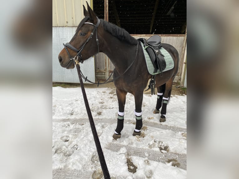 Austriacki koń gorącokrwisty Klacz 10 lat 165 cm in Gallneukirchen