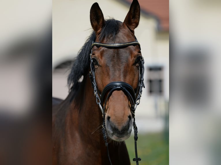 Austriacki koń gorącokrwisty Klacz 10 lat 166 cm Gniada in Stadl-Paura