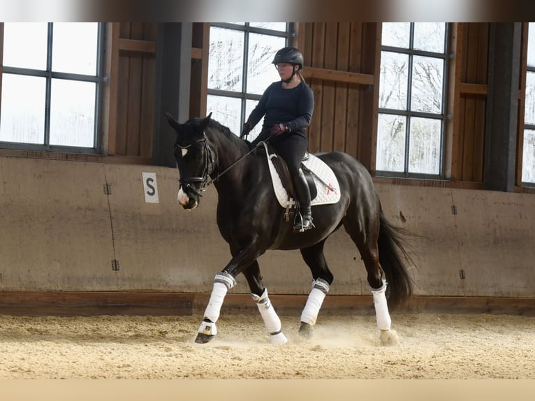 Austriacki koń gorącokrwisty Klacz 10 lat 167 cm Kara in Ebenfurth