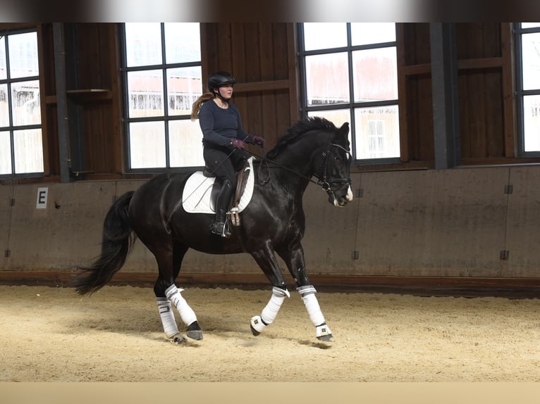 Austriacki koń gorącokrwisty Klacz 10 lat 167 cm Kara in Ebenfurth