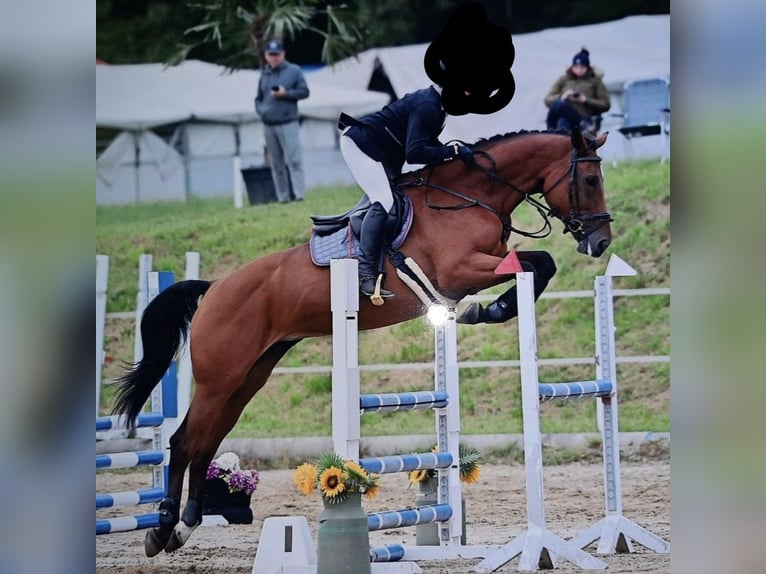 Austriacki koń gorącokrwisty Klacz 10 lat 170 cm Gniada in Graz