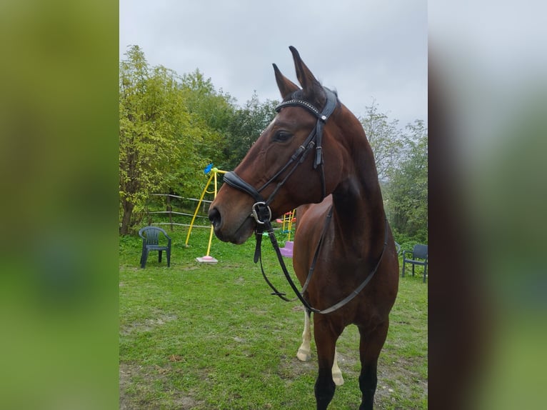 Austriacki koń gorącokrwisty Klacz 10 lat 175 cm Gniada in Spratzern