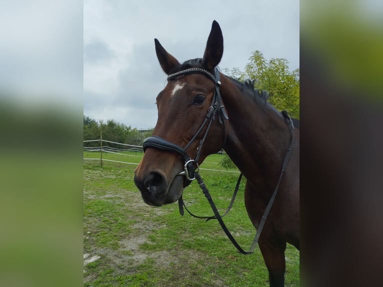 Austriacki koń gorącokrwisty Klacz 10 lat 175 cm Gniada in Spratzern