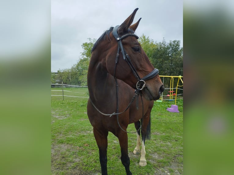 Austriacki koń gorącokrwisty Klacz 10 lat 175 cm Gniada in Spratzern