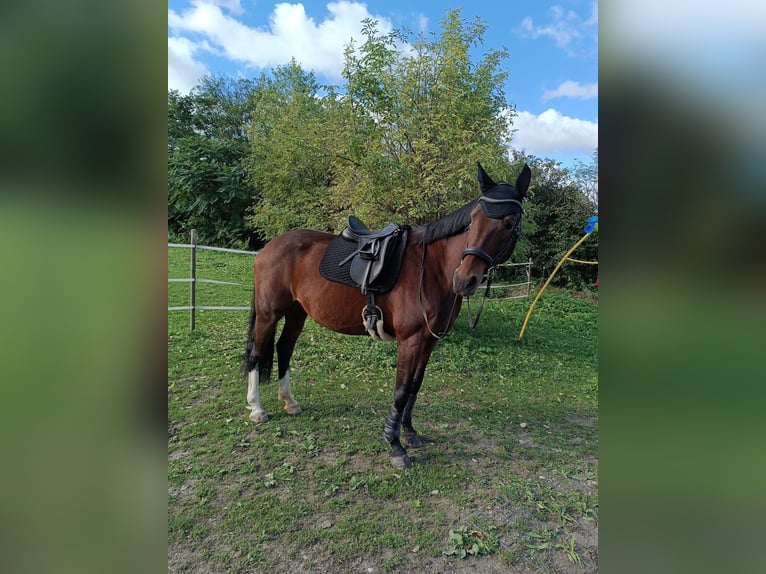 Austriacki koń gorącokrwisty Klacz 10 lat 175 cm Gniada in Spratzern