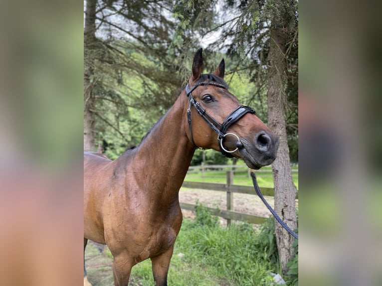 Austriacki koń gorącokrwisty Klacz 11 lat 160 cm Gniada in Steinakirchen