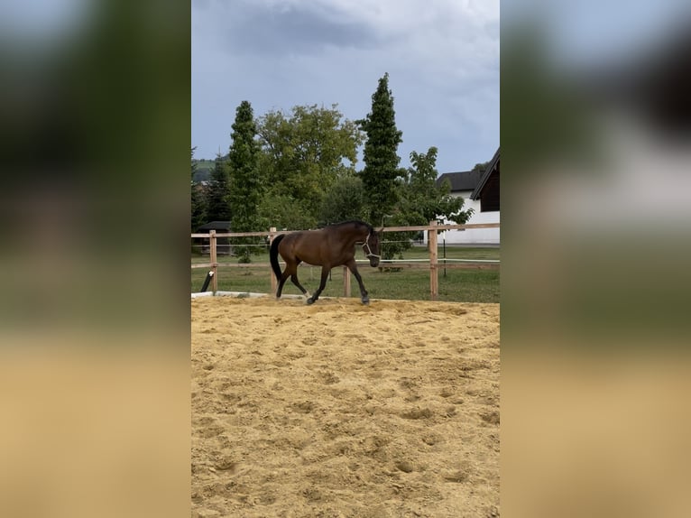 Austriacki koń gorącokrwisty Klacz 11 lat 160 cm Gniada in Steinakirchen