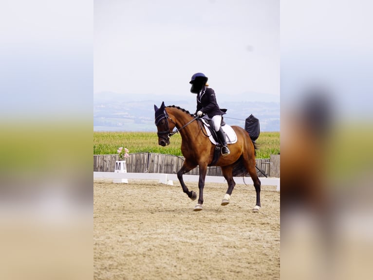 Austriacki koń gorącokrwisty Klacz 11 lat 160 cm Gniada in Steinakirchen