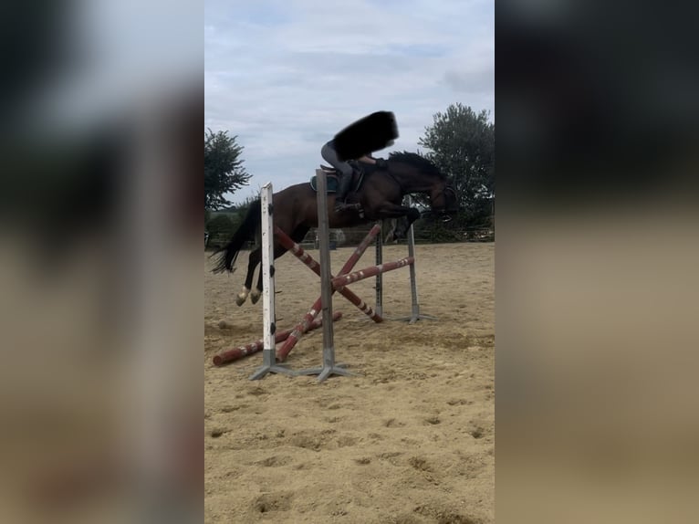 Austriacki koń gorącokrwisty Klacz 11 lat 160 cm Gniada in Steinakirchen