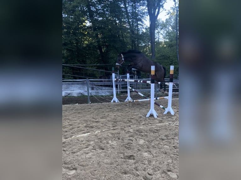 Austriacki koń gorącokrwisty Klacz 11 lat 160 cm Gniada in Steinakirchen