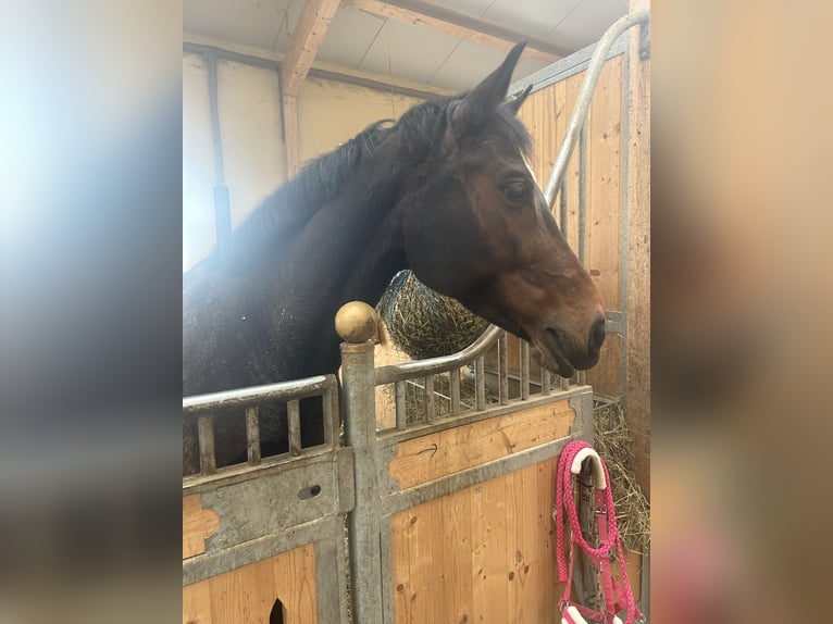 Austriacki koń gorącokrwisty Klacz 11 lat 160 cm Gniada in Gerersdorf
