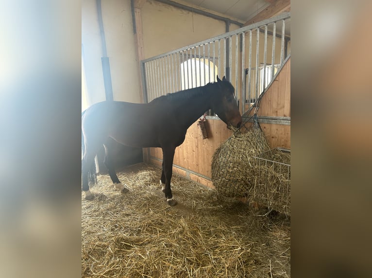 Austriacki koń gorącokrwisty Klacz 11 lat 160 cm Gniada in Gerersdorf
