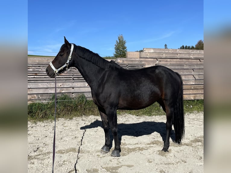Austriacki koń gorącokrwisty Klacz 11 lat 162 cm Gniada in Gallneukirchen