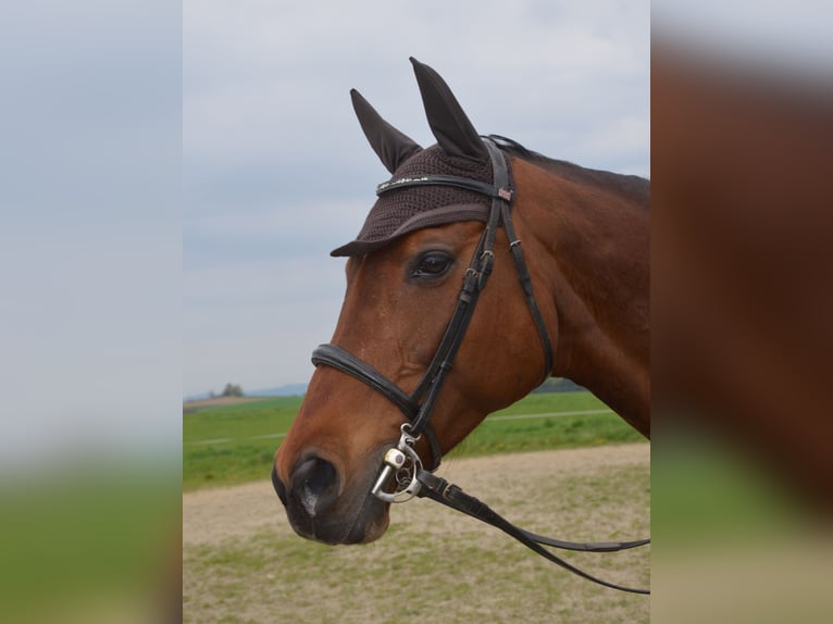 Austriacki koń gorącokrwisty Klacz 11 lat 165 cm Gniada in Gramastetten