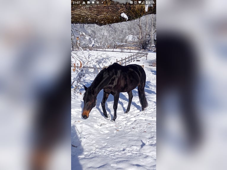 Austriacki koń gorącokrwisty Klacz 11 lat 166 cm in Moosburg