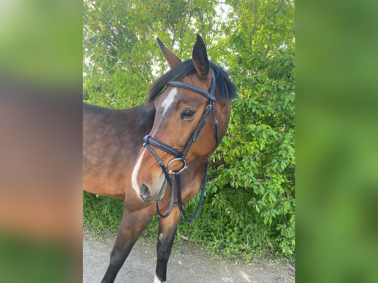 Austriacki koń gorącokrwisty Klacz 11 lat 168 cm Gniada in Baden