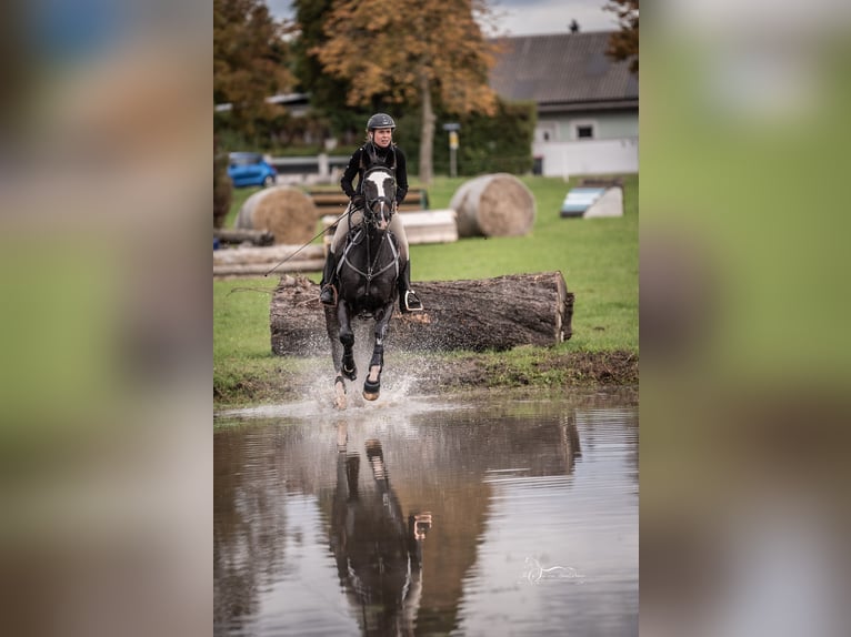 Austriacki koń gorącokrwisty Klacz 11 lat 173 cm Gniada in Breitenfurt bei Wien