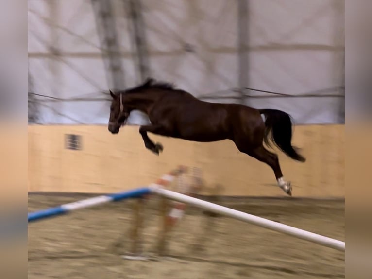 Austriacki koń gorącokrwisty Klacz 12 lat 158 cm Ciemnokasztanowata in Klgenfurt