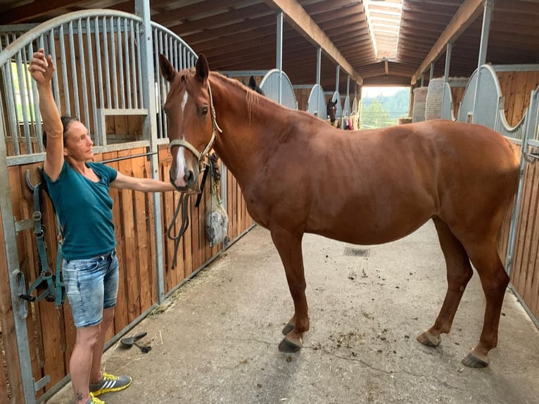 Austriacki koń gorącokrwisty Klacz 12 lat 164 cm Kasztanowata in UntergriesbachUntergriesbach