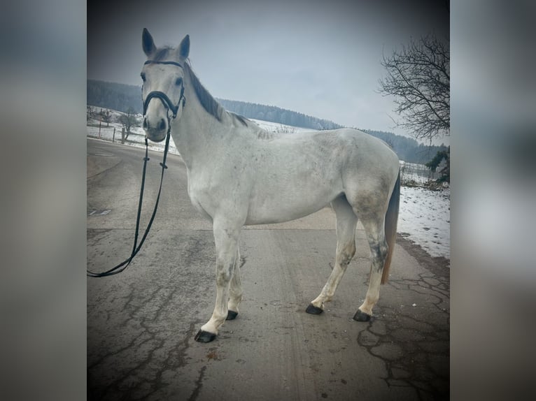 Austriacki koń gorącokrwisty Klacz 12 lat 168 cm Siwa in Pelmberg