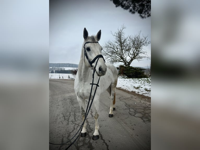 Austriacki koń gorącokrwisty Klacz 12 lat 168 cm Siwa in Pelmberg