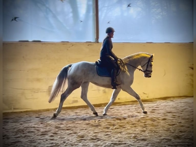 Austriacki koń gorącokrwisty Klacz 12 lat 168 cm Siwa in Pelmberg