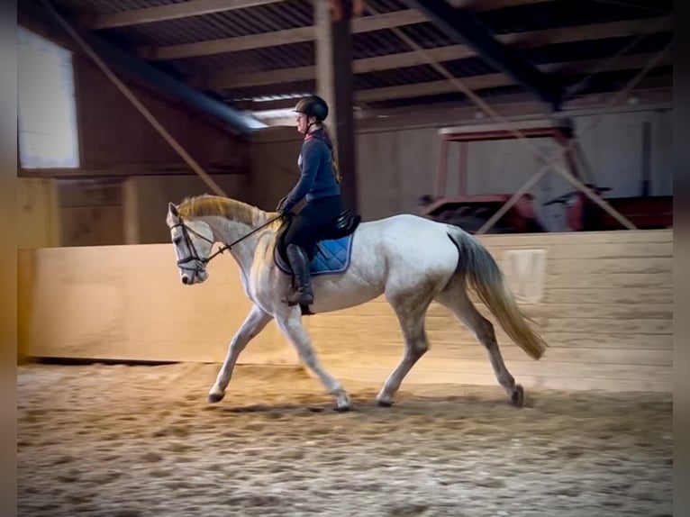 Austriacki koń gorącokrwisty Klacz 12 lat 168 cm Siwa in Pelmberg