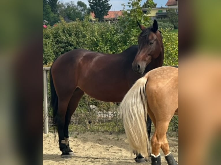 Austriacki koń gorącokrwisty Klacz 12 lat 172 cm Ciemnogniada in Hart Bei Graz