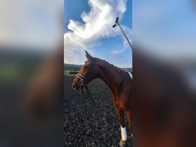 Austriacki koń gorącokrwisty Klacz 12 lat 173 cm Kasztanowata in Sachendorf