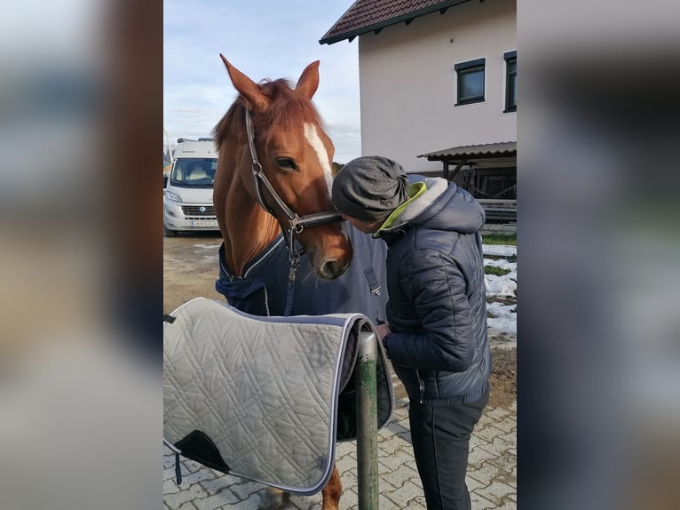 Austriacki koń gorącokrwisty Klacz 12 lat 173 cm Kasztanowata in Sachendorf