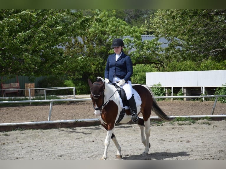 Austriacki koń gorącokrwisty Klacz 13 lat 158 cm Srokata in Berndorf