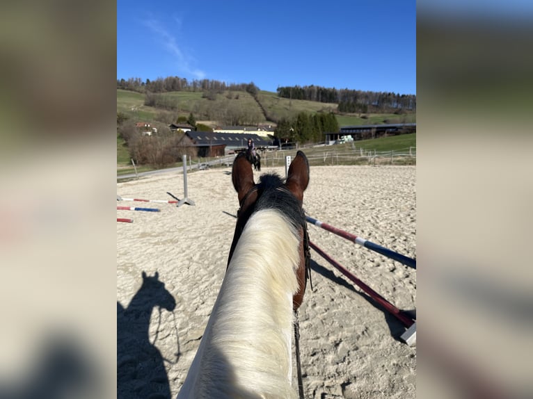 Austriacki koń gorącokrwisty Klacz 13 lat 158 cm Srokata in Berndorf