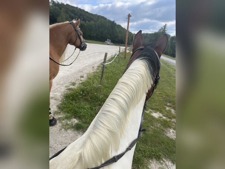 Austriacki koń gorącokrwisty Klacz 13 lat 158 cm Srokata in Berndorf