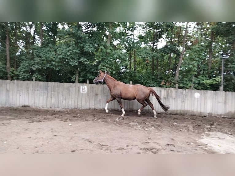 Austriacki koń gorącokrwisty Klacz 13 lat 162 cm Kasztanowata in Warmsroth