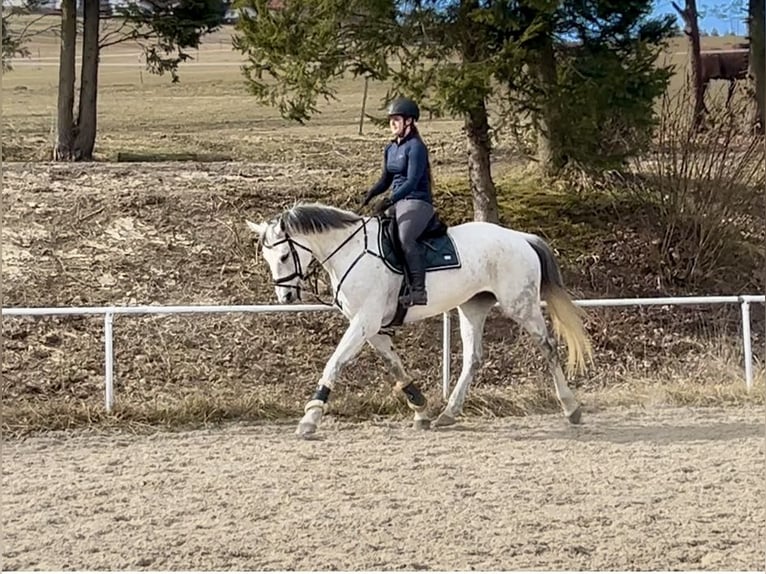 Austriacki koń gorącokrwisty Klacz 13 lat 170 cm Siwa in Pelmberg