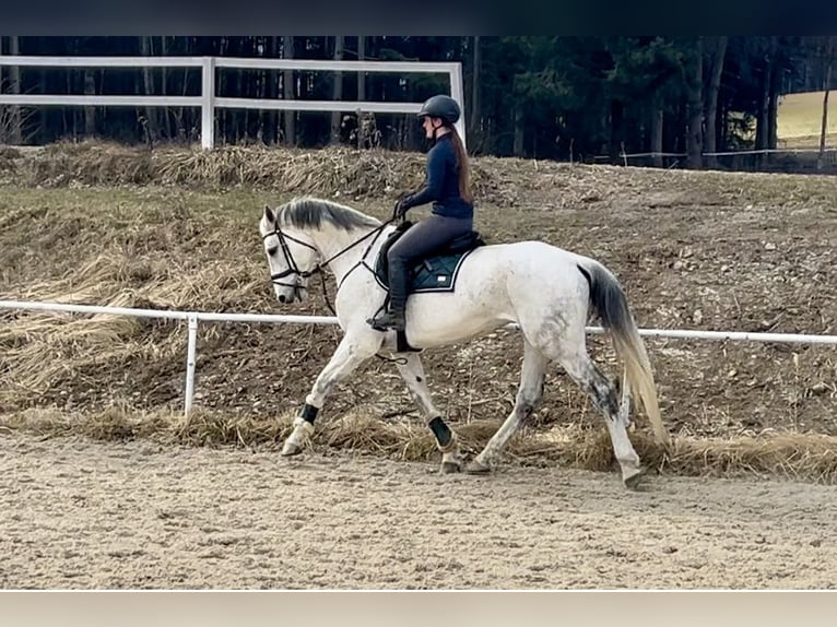 Austriacki koń gorącokrwisty Klacz 13 lat 170 cm Siwa in Pelmberg