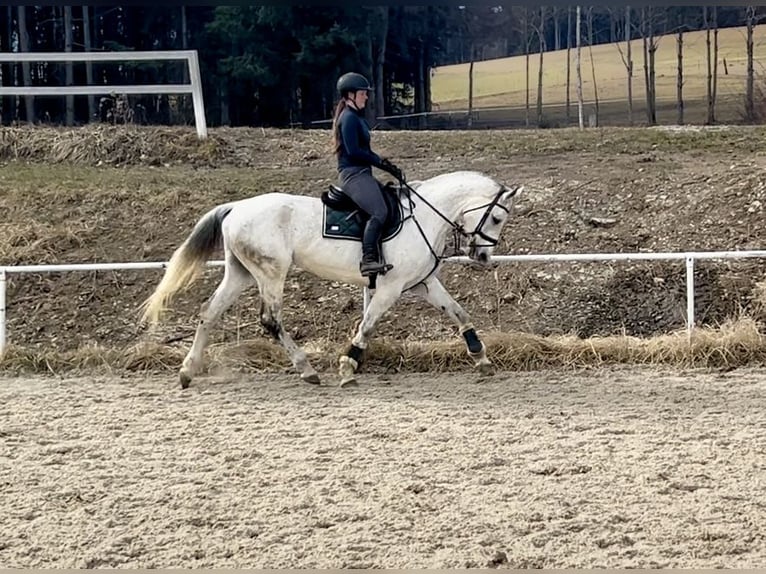 Austriacki koń gorącokrwisty Klacz 13 lat 170 cm Siwa in Pelmberg