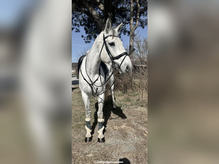 Austriacki koń gorącokrwisty Klacz 13 lat 170 cm Siwa in Pelmberg