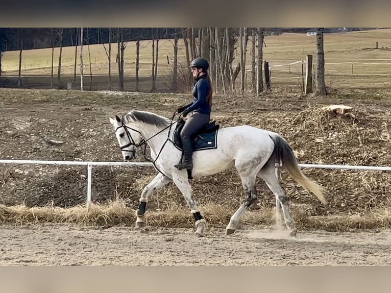 Austriacki koń gorącokrwisty Klacz 13 lat 170 cm Siwa in Pelmberg