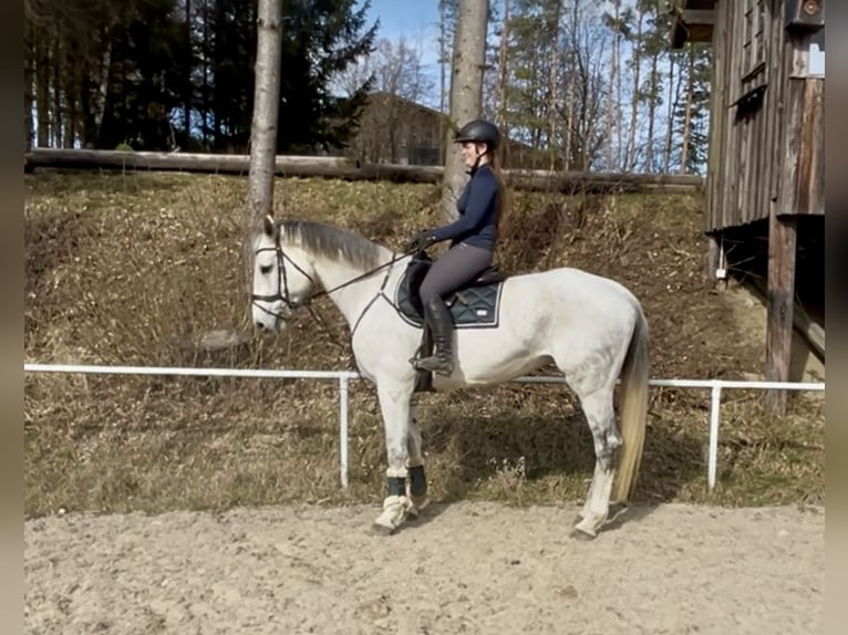 Austriacki koń gorącokrwisty Klacz 13 lat 170 cm Siwa in Pelmberg