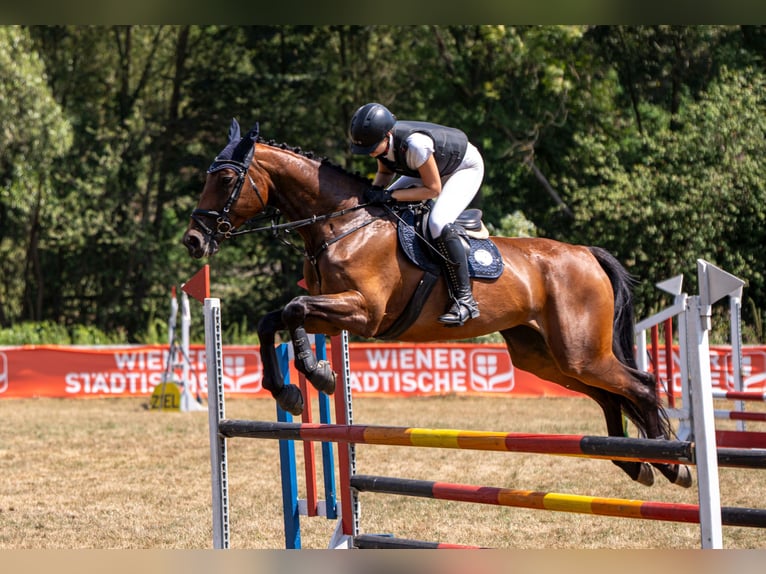 Austriacki koń gorącokrwisty Klacz 13 lat 172 cm Gniada in Niederleis Austriacki koń gorącokrwisty Klacz 13 lat 172 cm Gniada in Niederleis