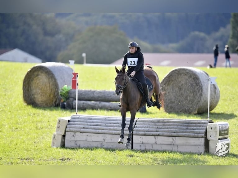 Austriacki koń gorącokrwisty Klacz 13 lat 172 cm Gniada in Kirchbach